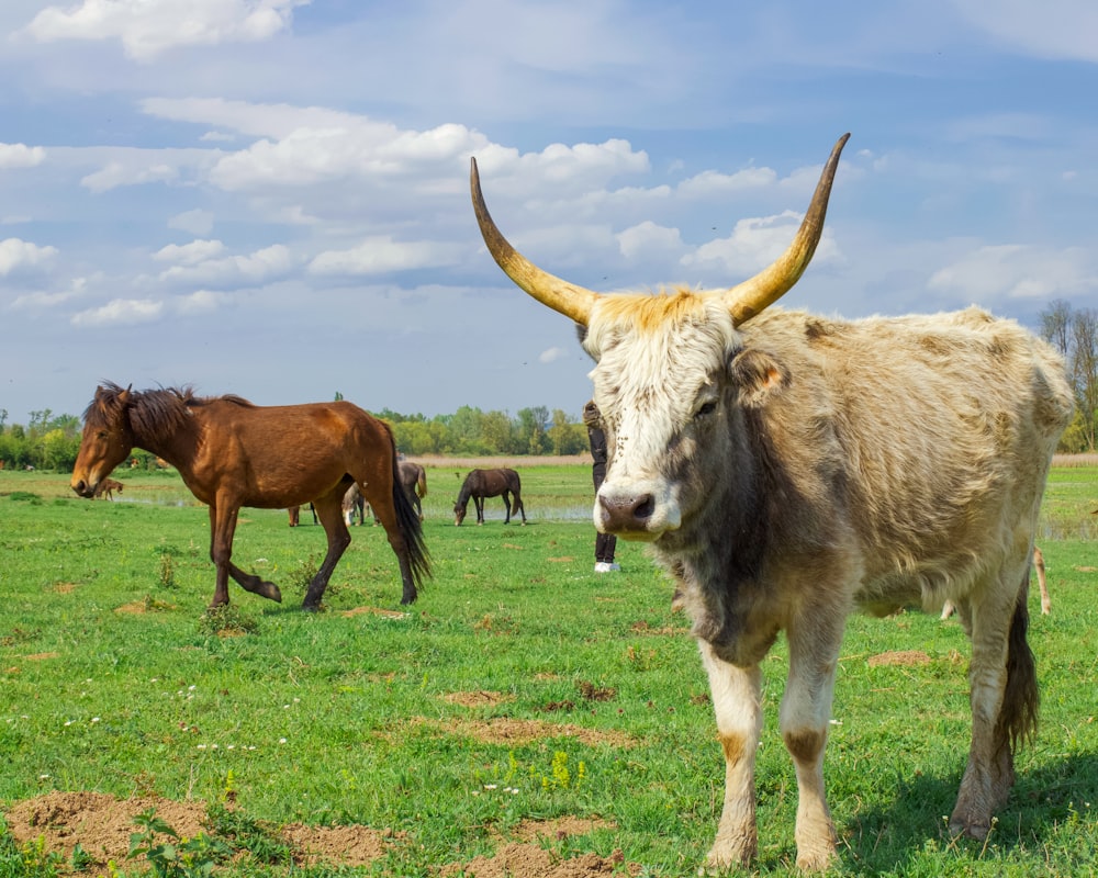 brown cow on green grass field during daytime