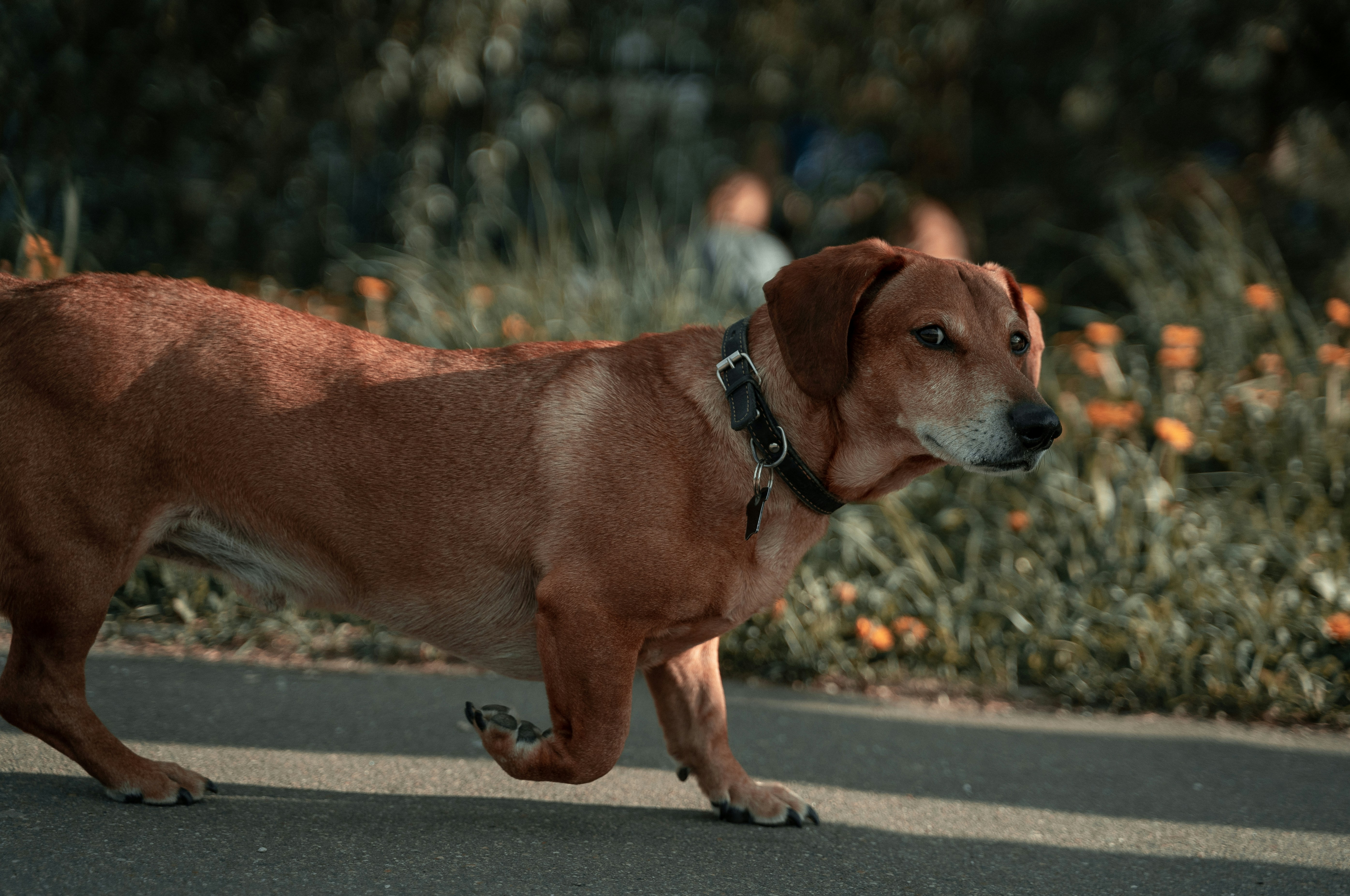 Track Every Wiggle: Boost Activity & Health Insights with Queva™