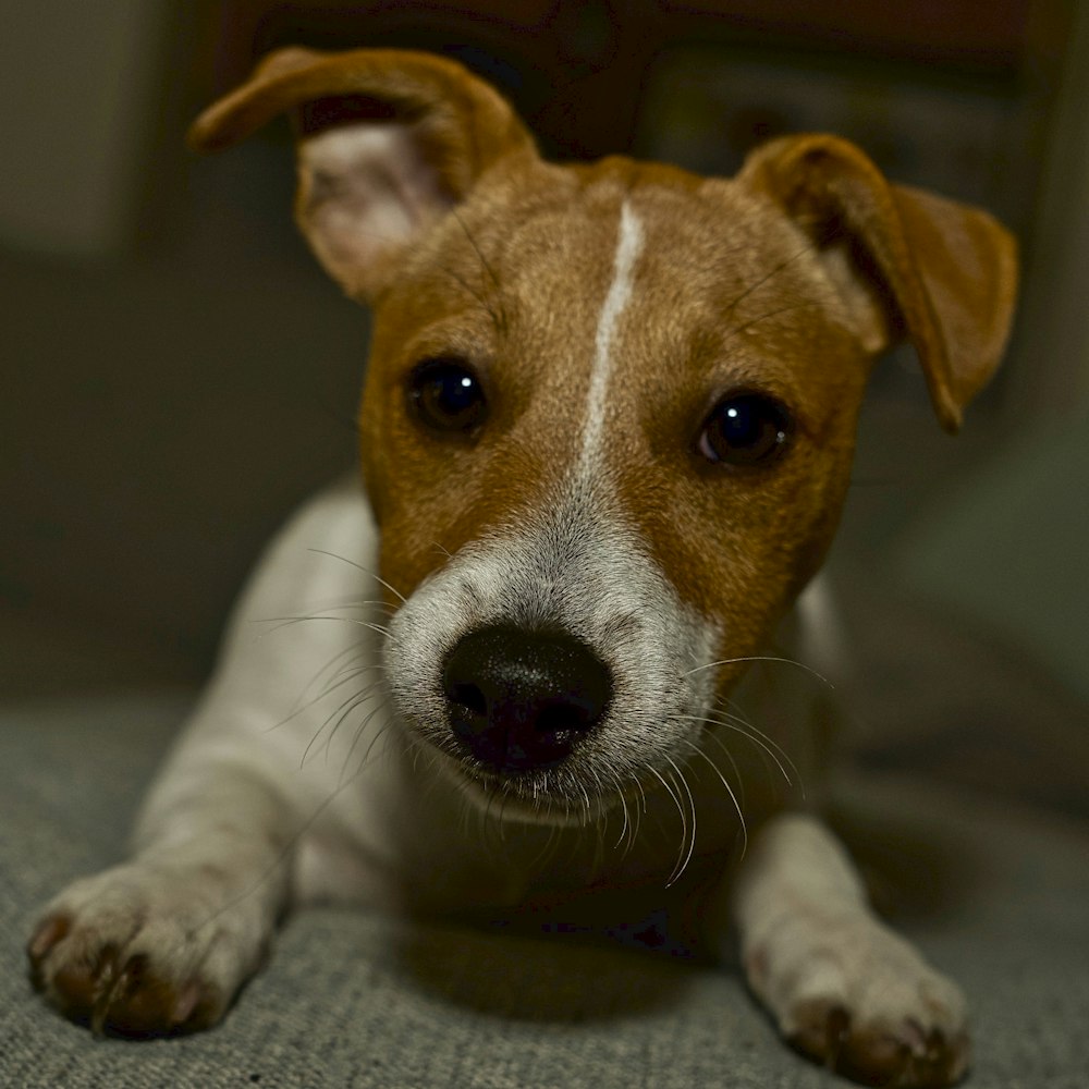 white and brown short coated dog