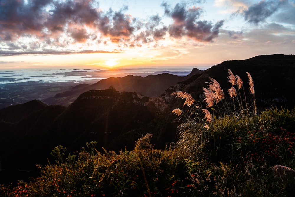 Champ d’herbe verte près de la montagne au coucher du soleil