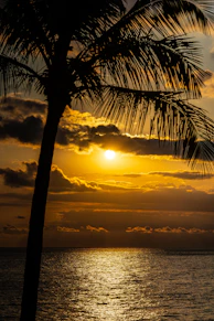 silhouette of palm tree during sunset