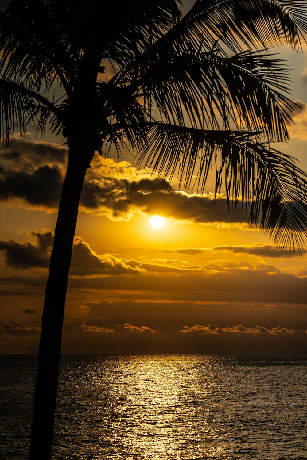 silhouette of palm tree during sunset