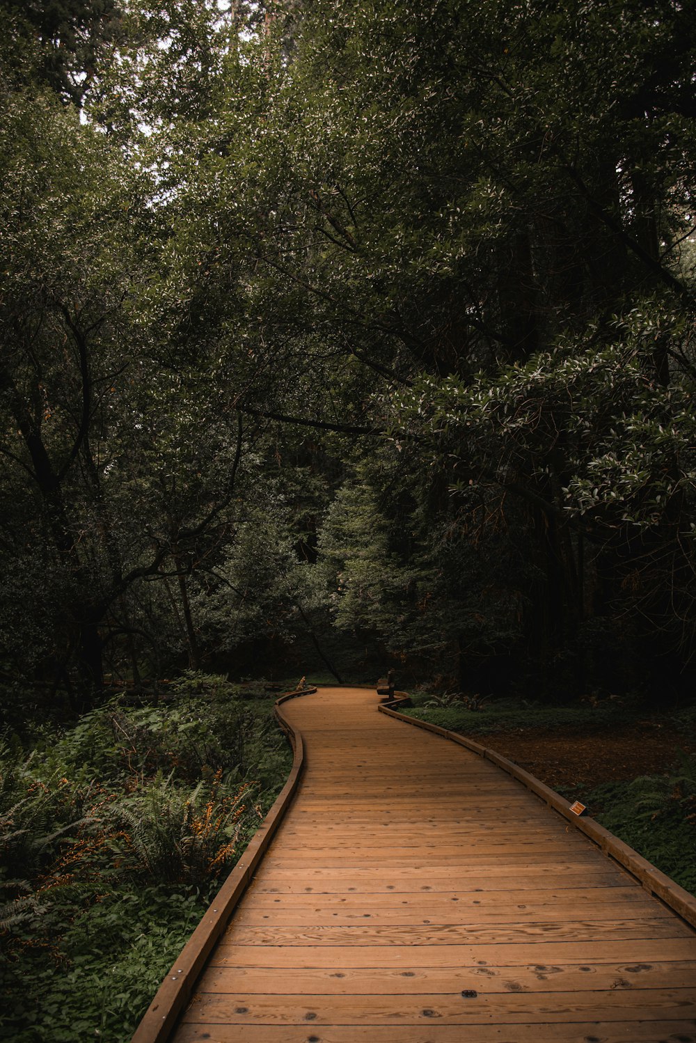 brown wooden pathway between green trees during daytime