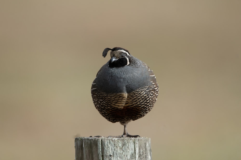 black and white bird on brown wooden post during daytime