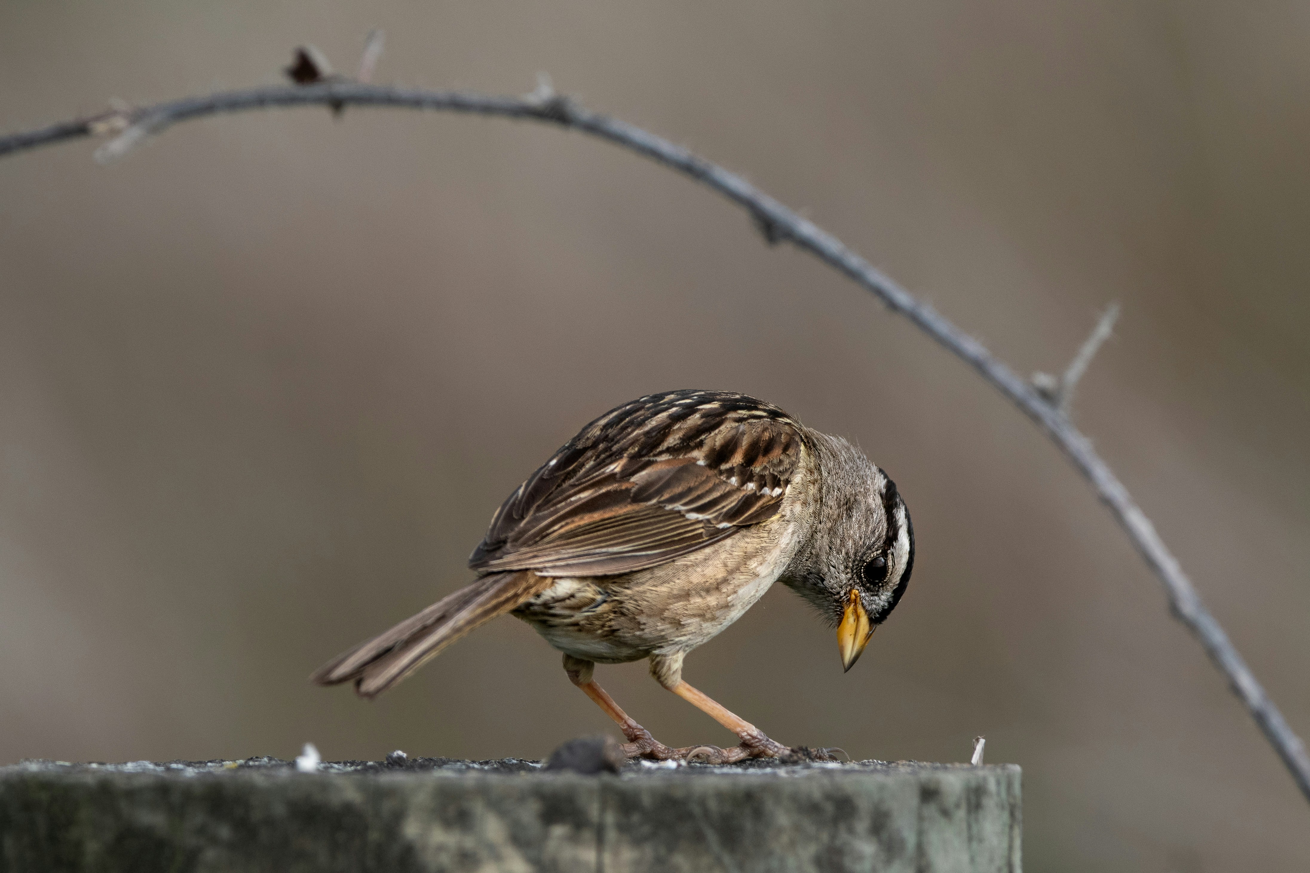 Photo by elisastonephotography