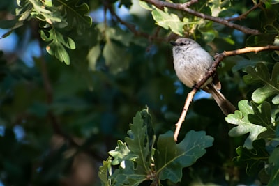 white bird on green tree branch during daytime