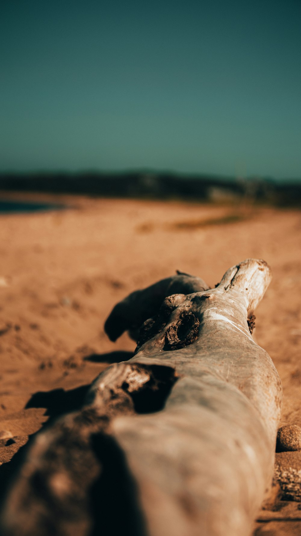 black labrador retriever lying on brown sand during daytime