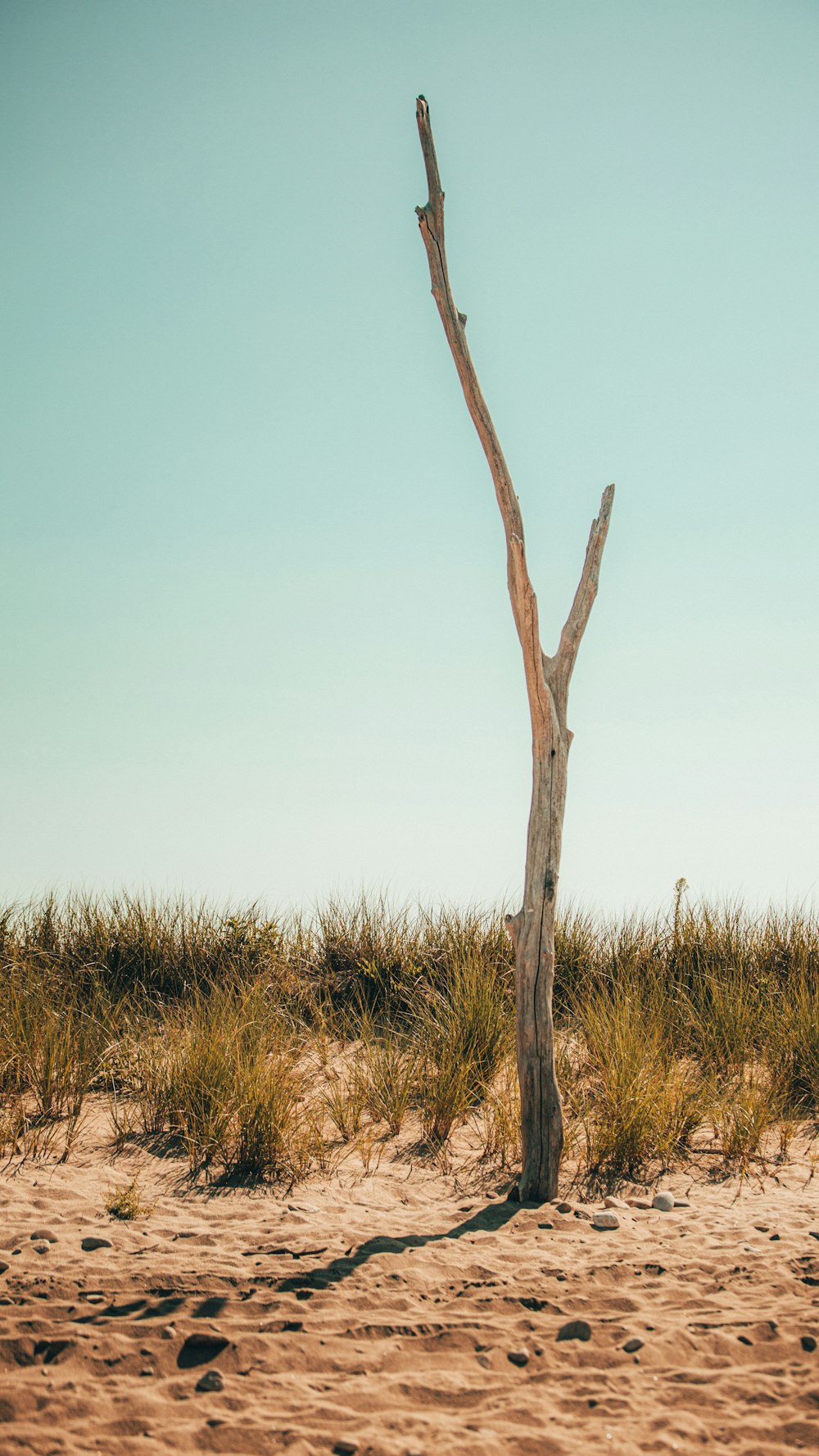 brown bare tree on brown grass field during daytime