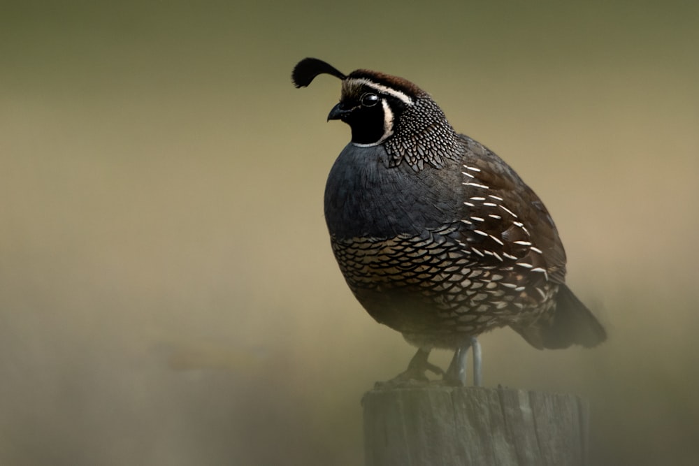 blue and white bird on brown wooden stick during daytime