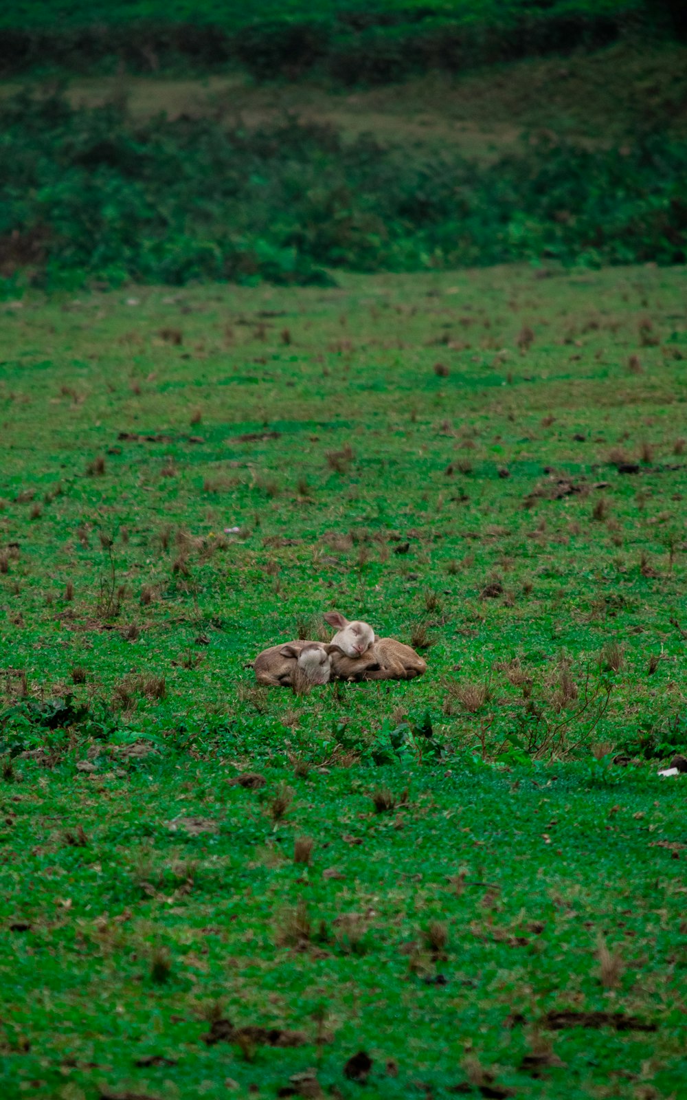 brown animal on green grass field during daytime