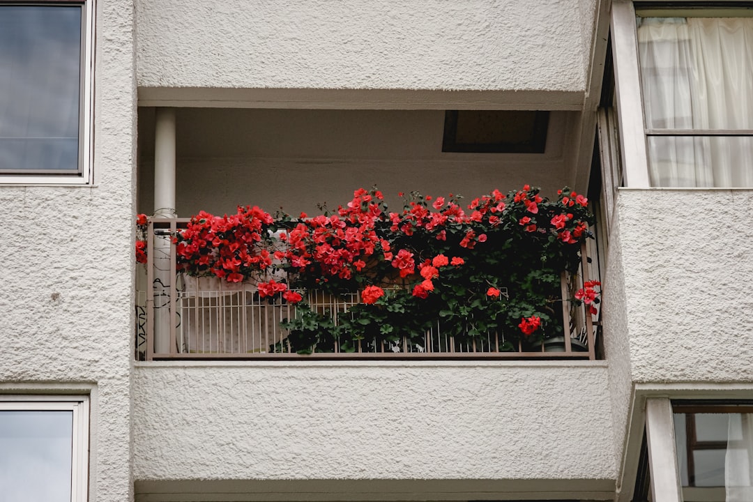 red flowers on white wooden window
