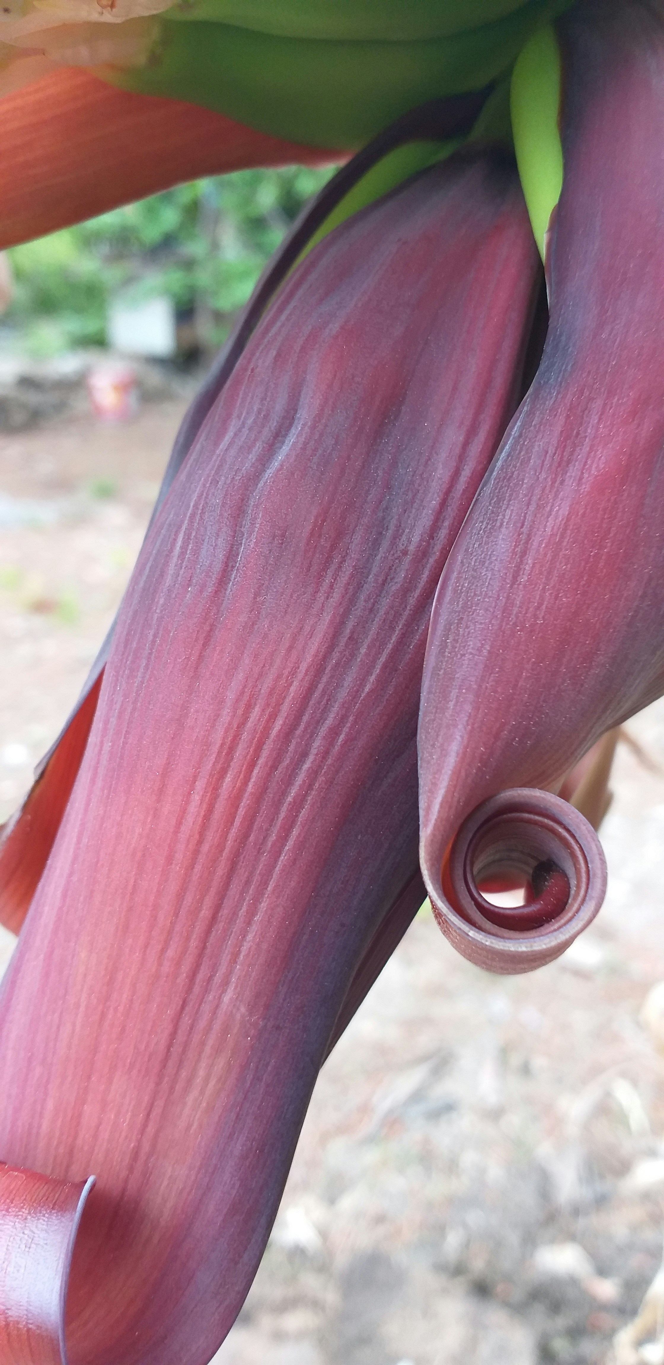 Wallpaper | 8 best free wallpaper, plant, leaf and wallpaper for mobile