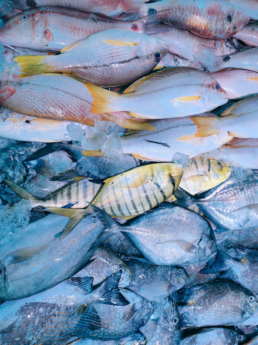 white and yellow fishes on water
