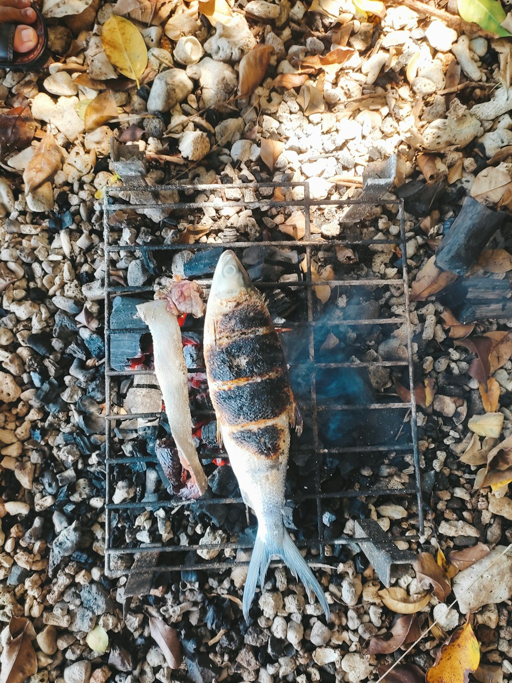 brown and white fish in fish tank