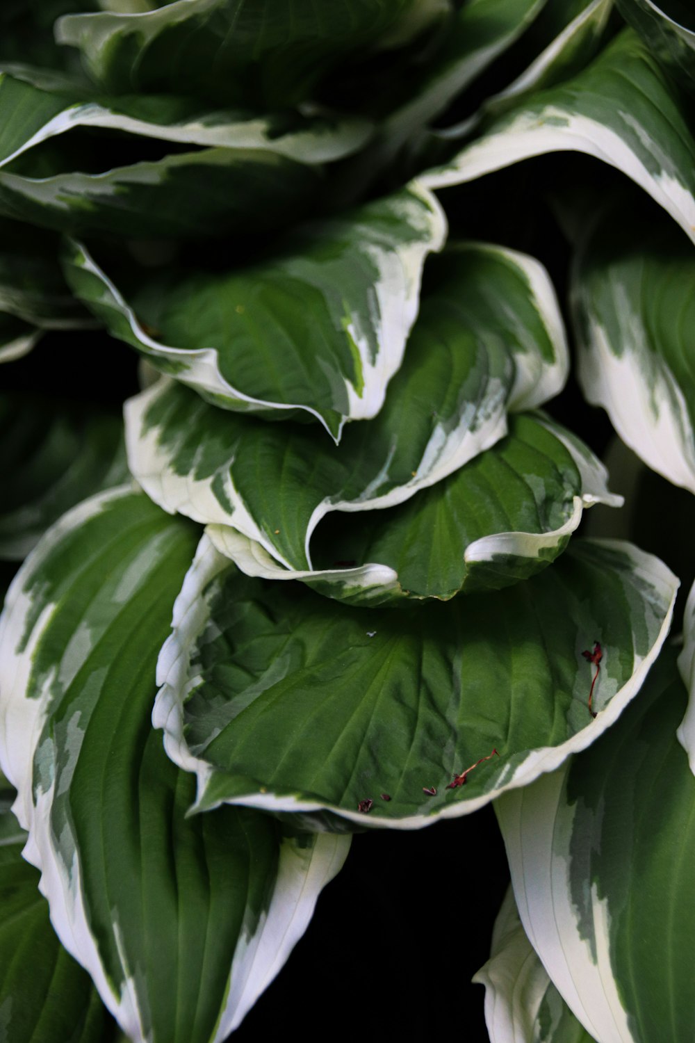 green and white leaf plant