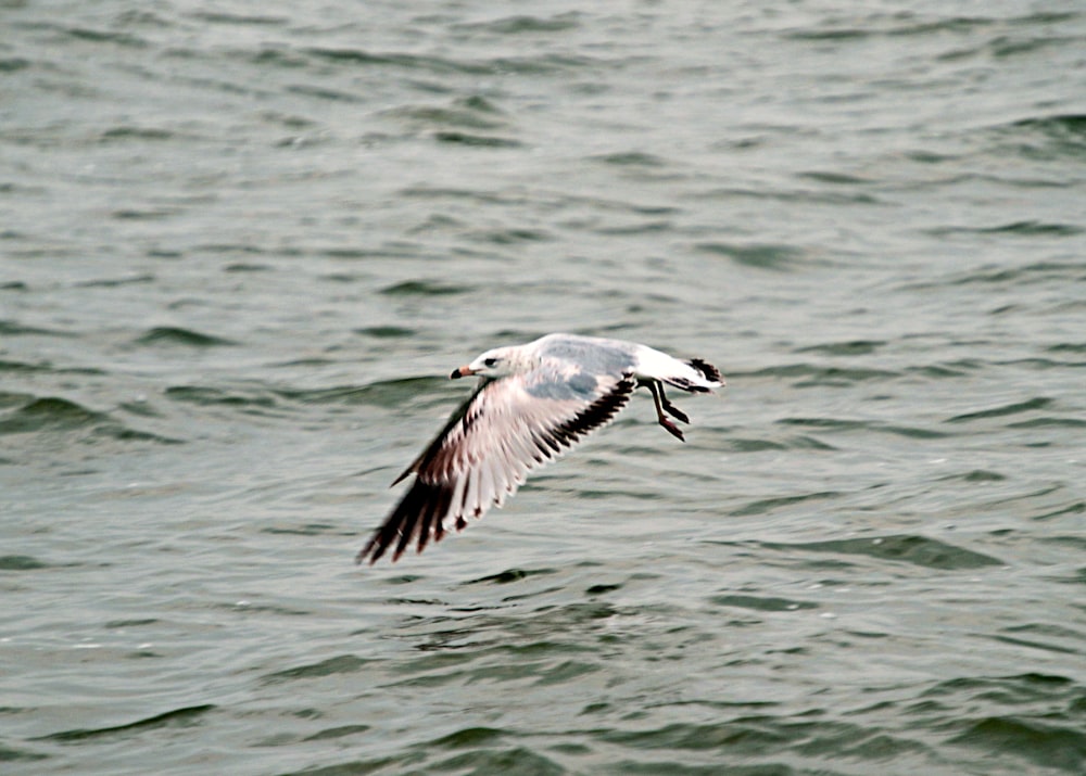 white and black bird flying over the sea during daytime