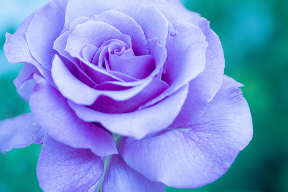 purple rose in bloom close up photo