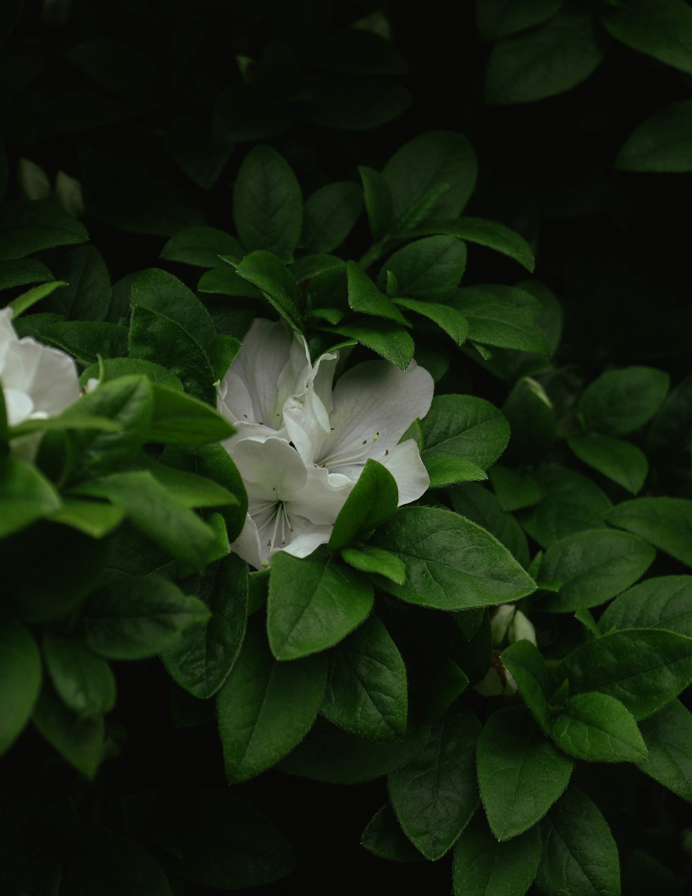 flor branca com folhas verdes