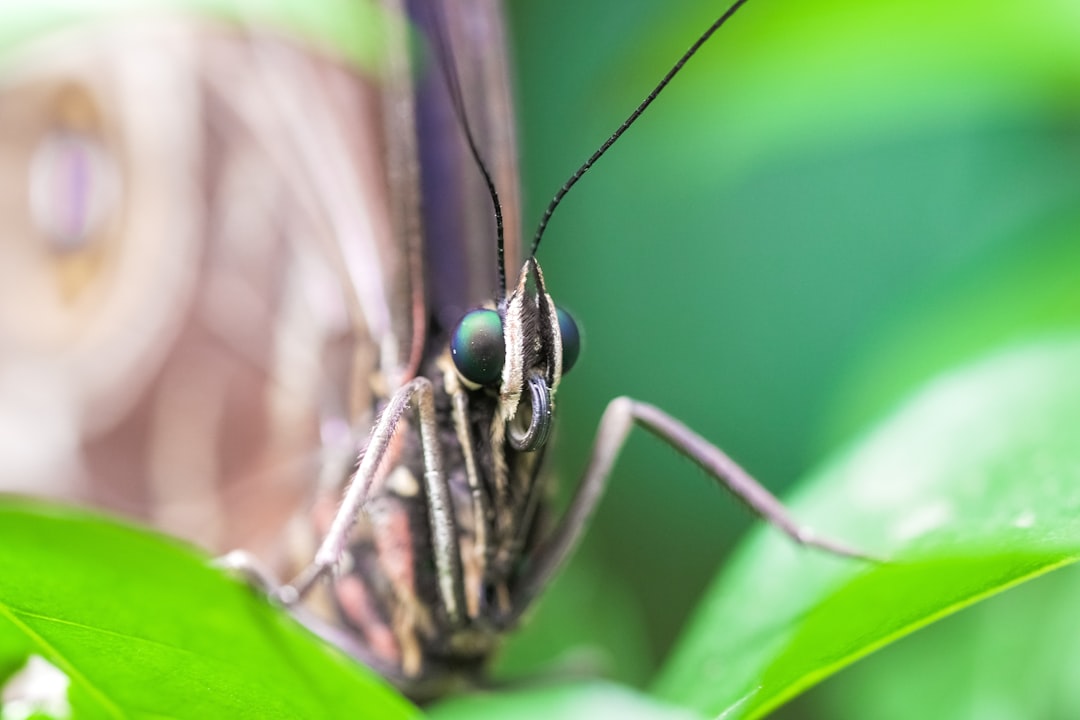 green and black insect on green leaf