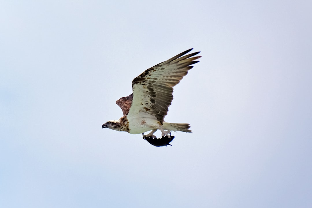 brown and white bird flying