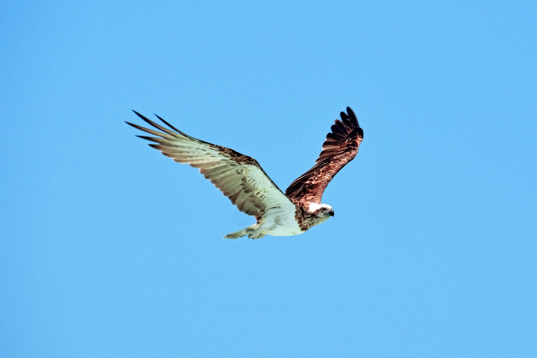 white and brown bird flying during daytime