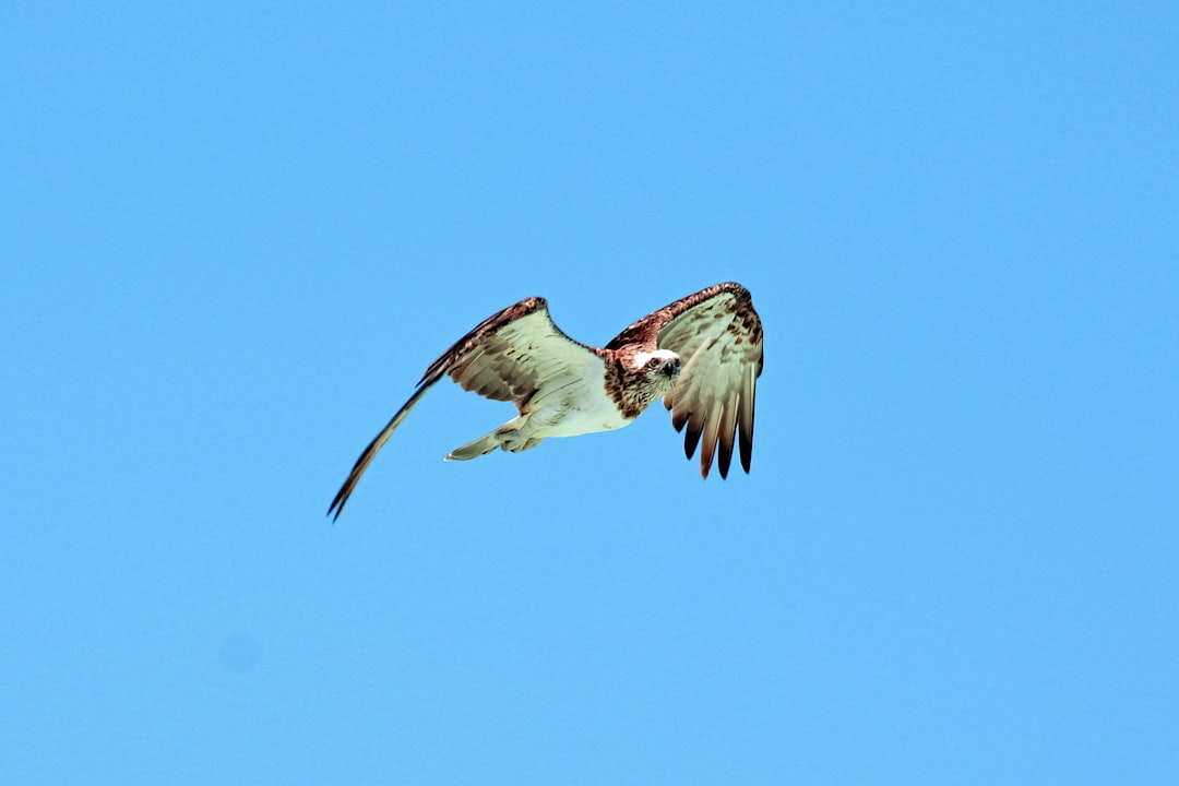 white and brown bird flying during daytime