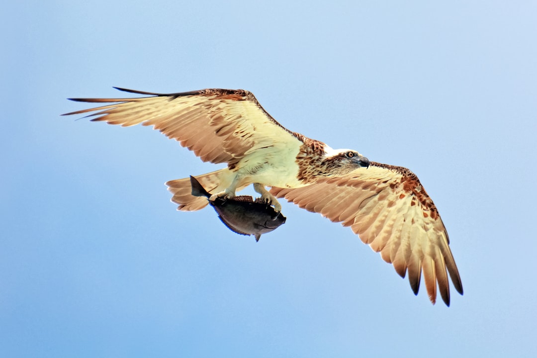 brown and white bird flying during daytime