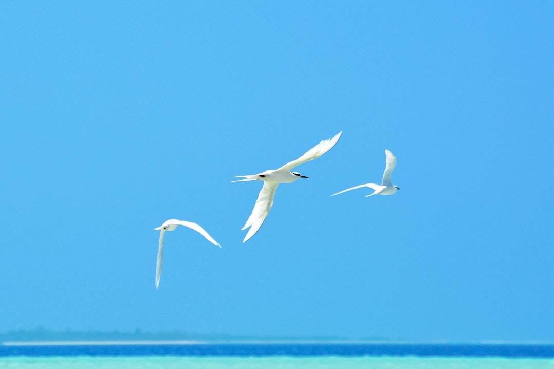 white bird flying over the sea during daytime