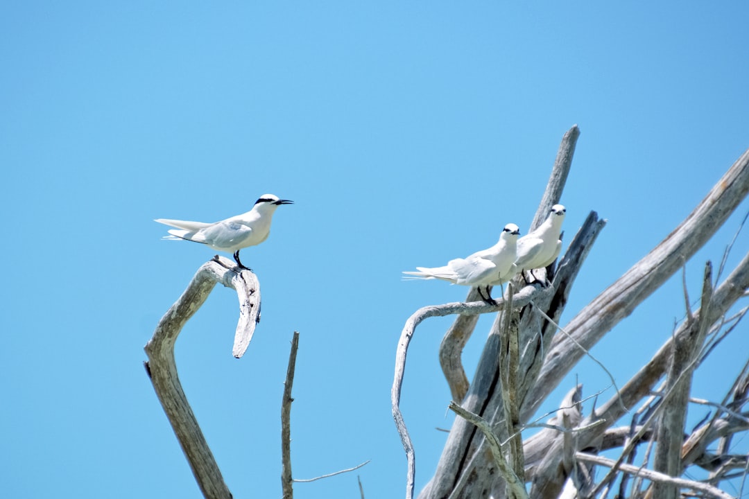 white and black bird on brown tree branch during daytime