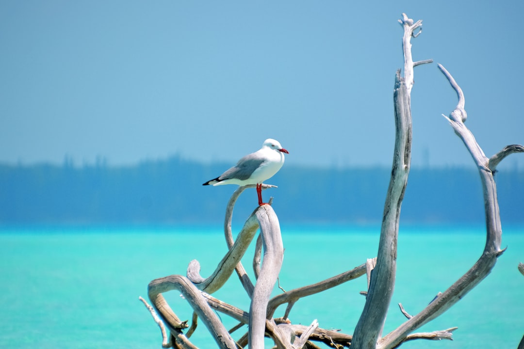 white and black bird on brown tree branch