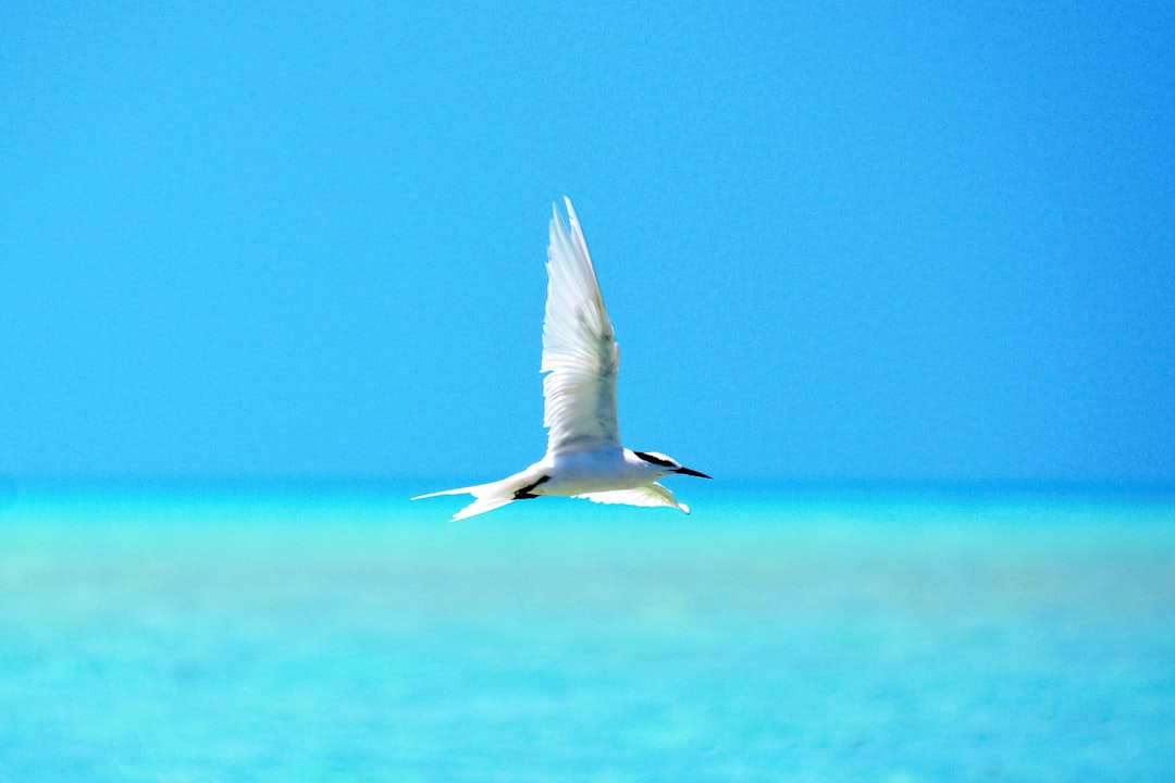 white bird flying over the sea during daytime