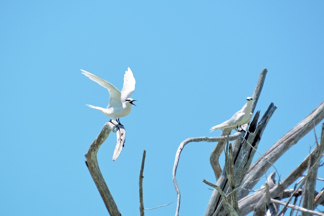 white bird on brown tree branch during daytime