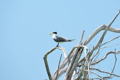white and black bird on brown tree branch