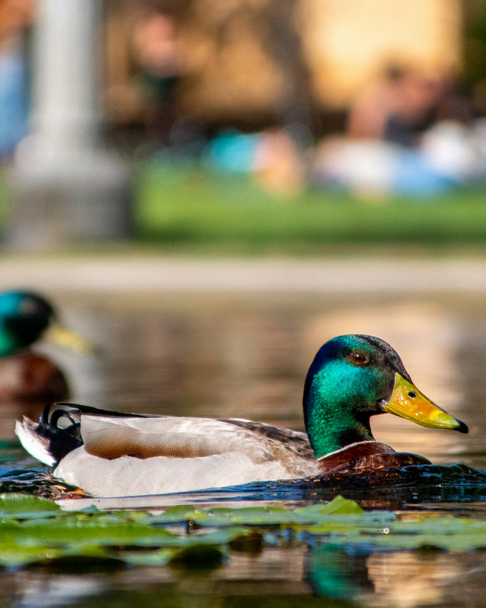 green and brown mallard duck on body of water during daytime