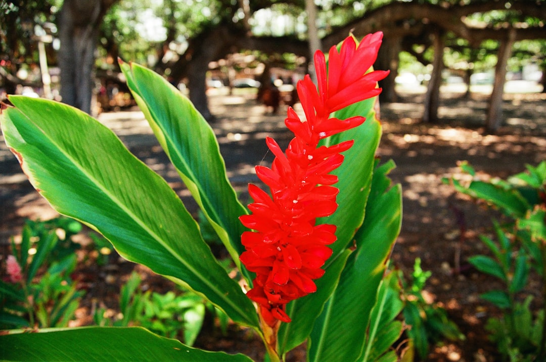 red flower in green leaves