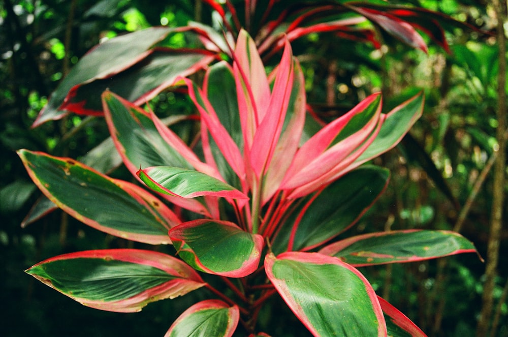 red and green plant during daytime