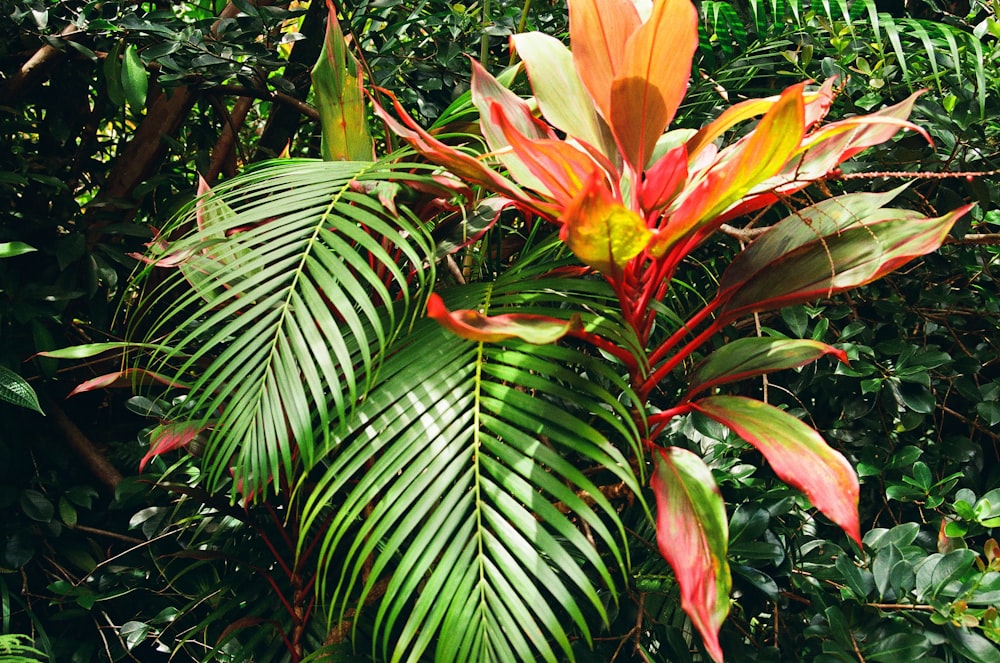 yellow and red flower with green leaves