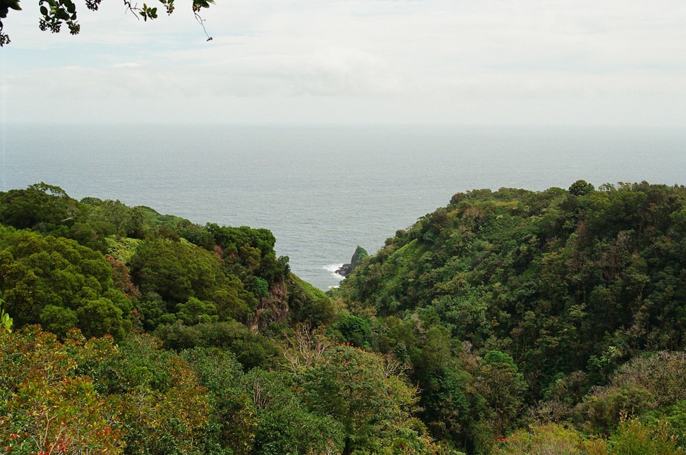 green trees on mountain near sea during daytime