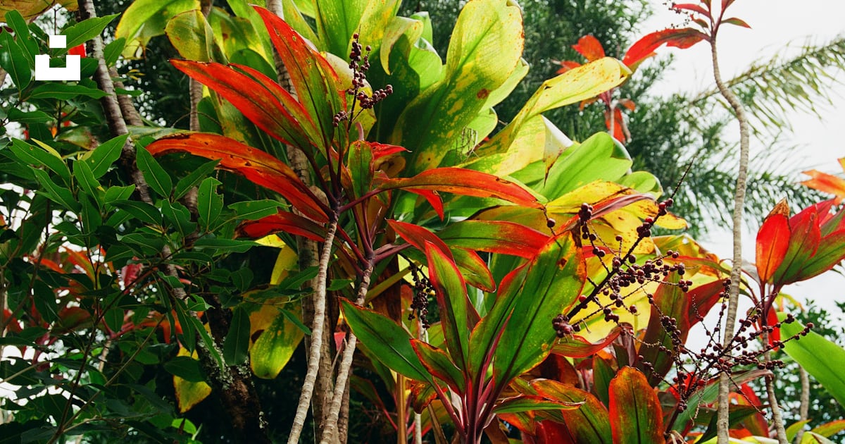 Plante à feuilles vertes et rouges photo – Photo Hawaii Gratuite sur ...