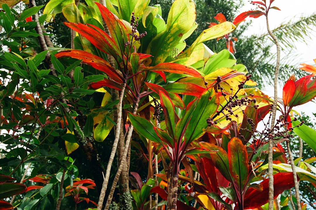 green and red leaf plant