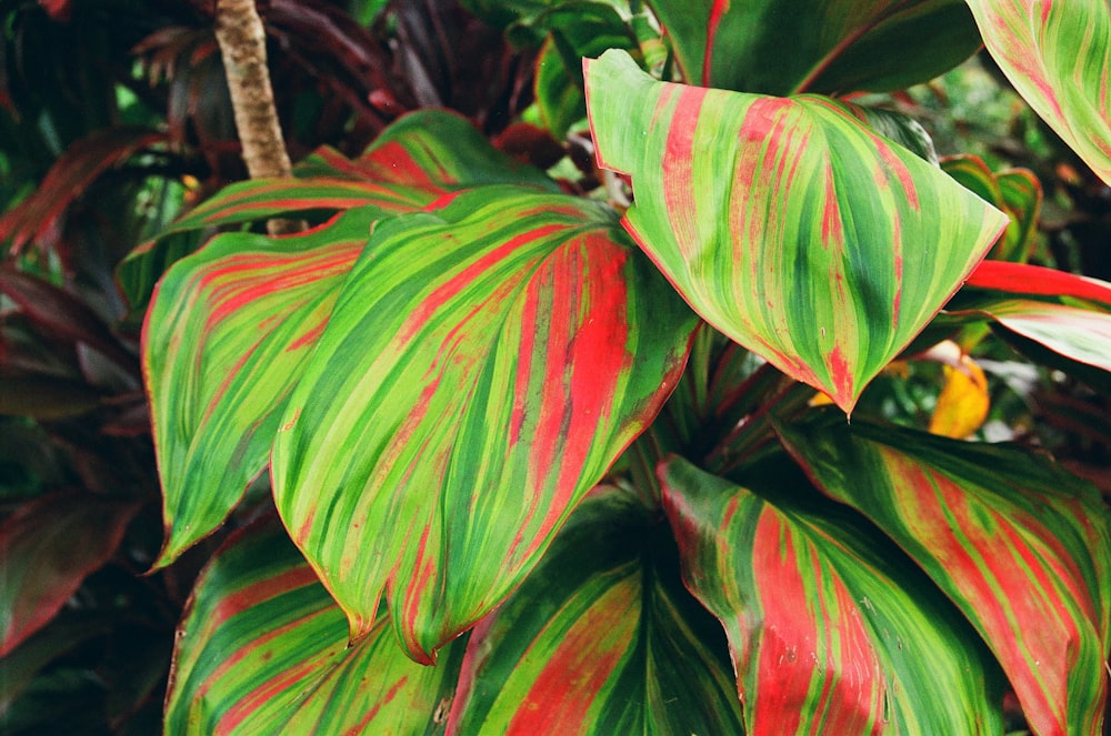 green and red leaves during daytime