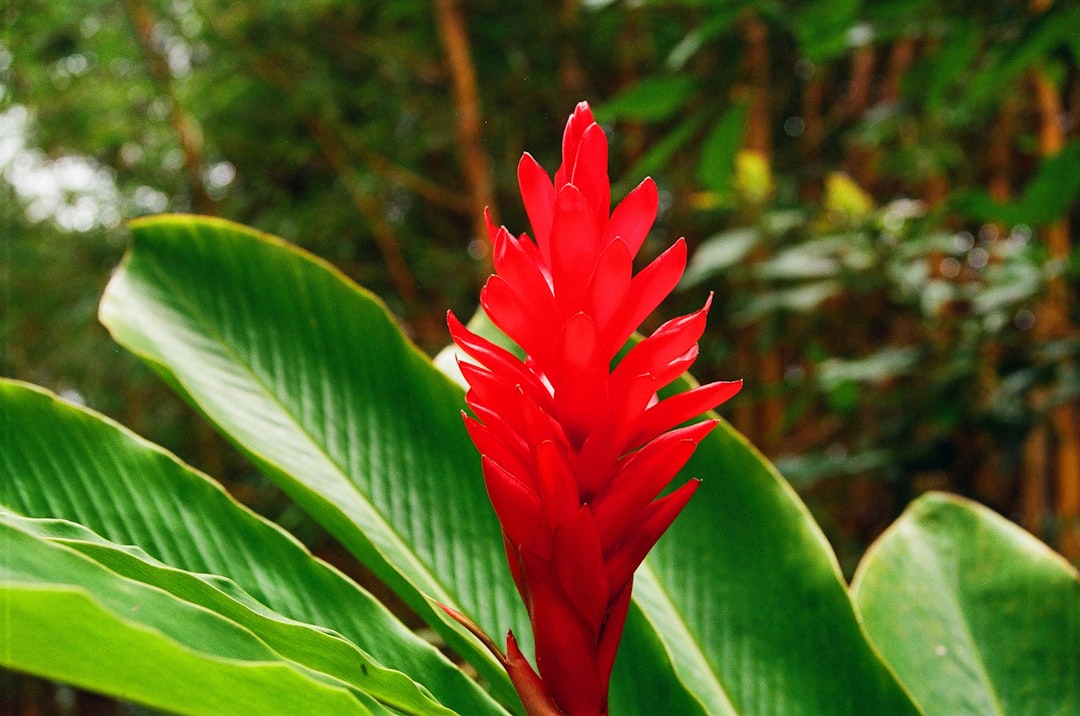 red flower in green leaves