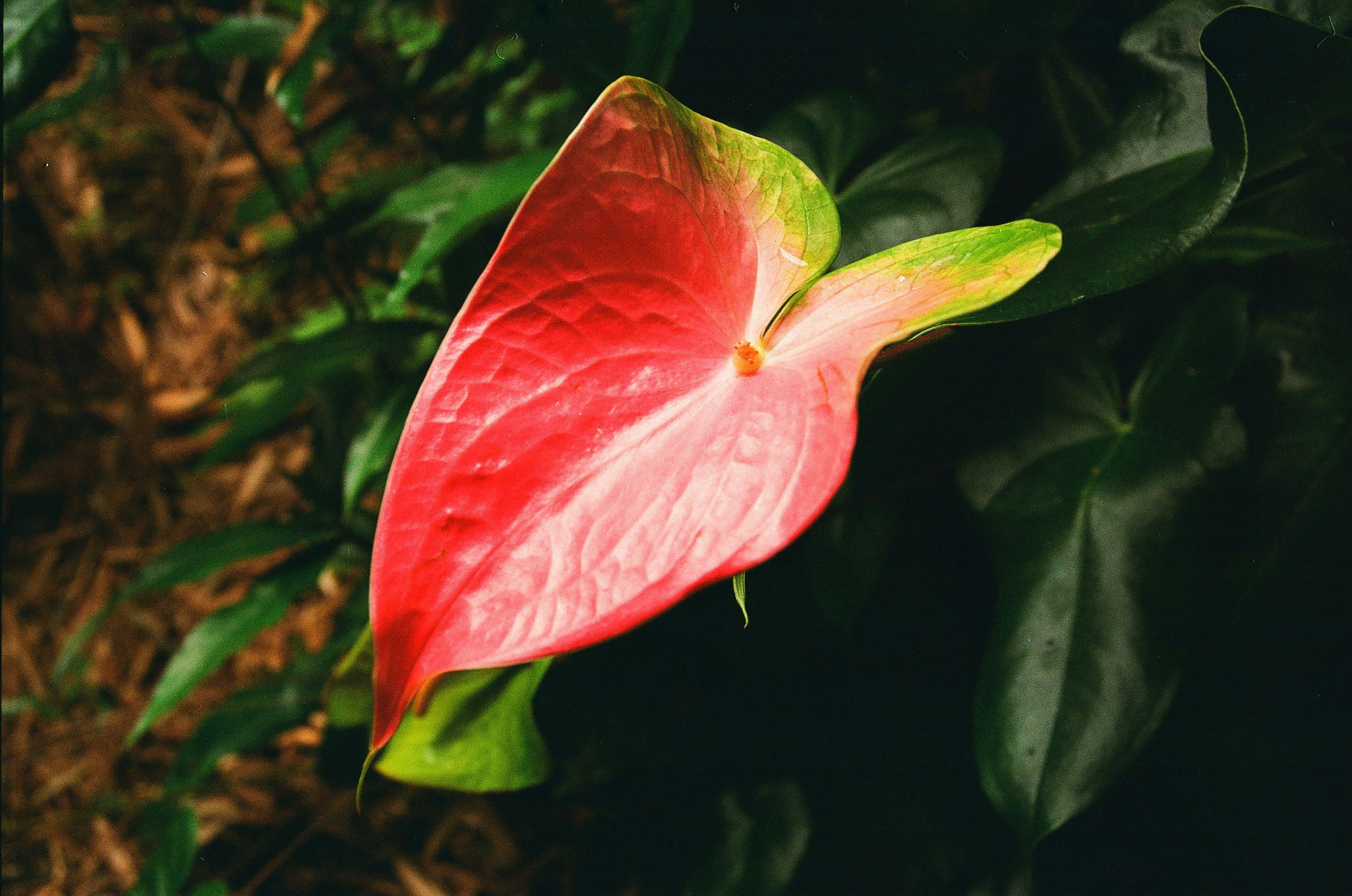 red and green flower in close up photography