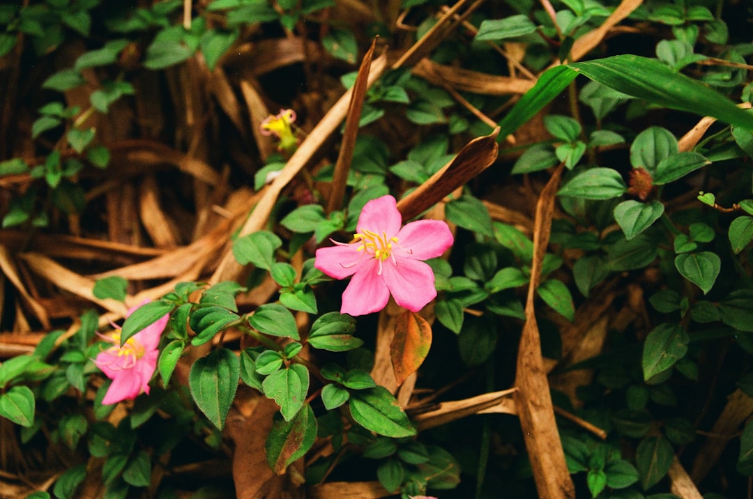 pink flower on brown tree branch