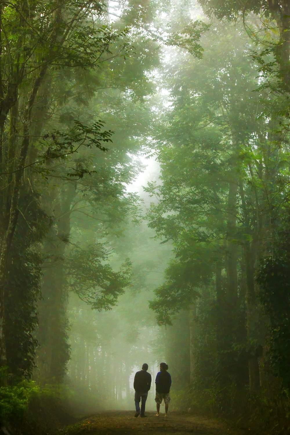 árboles verdes en un campo de hierba verde durante el día