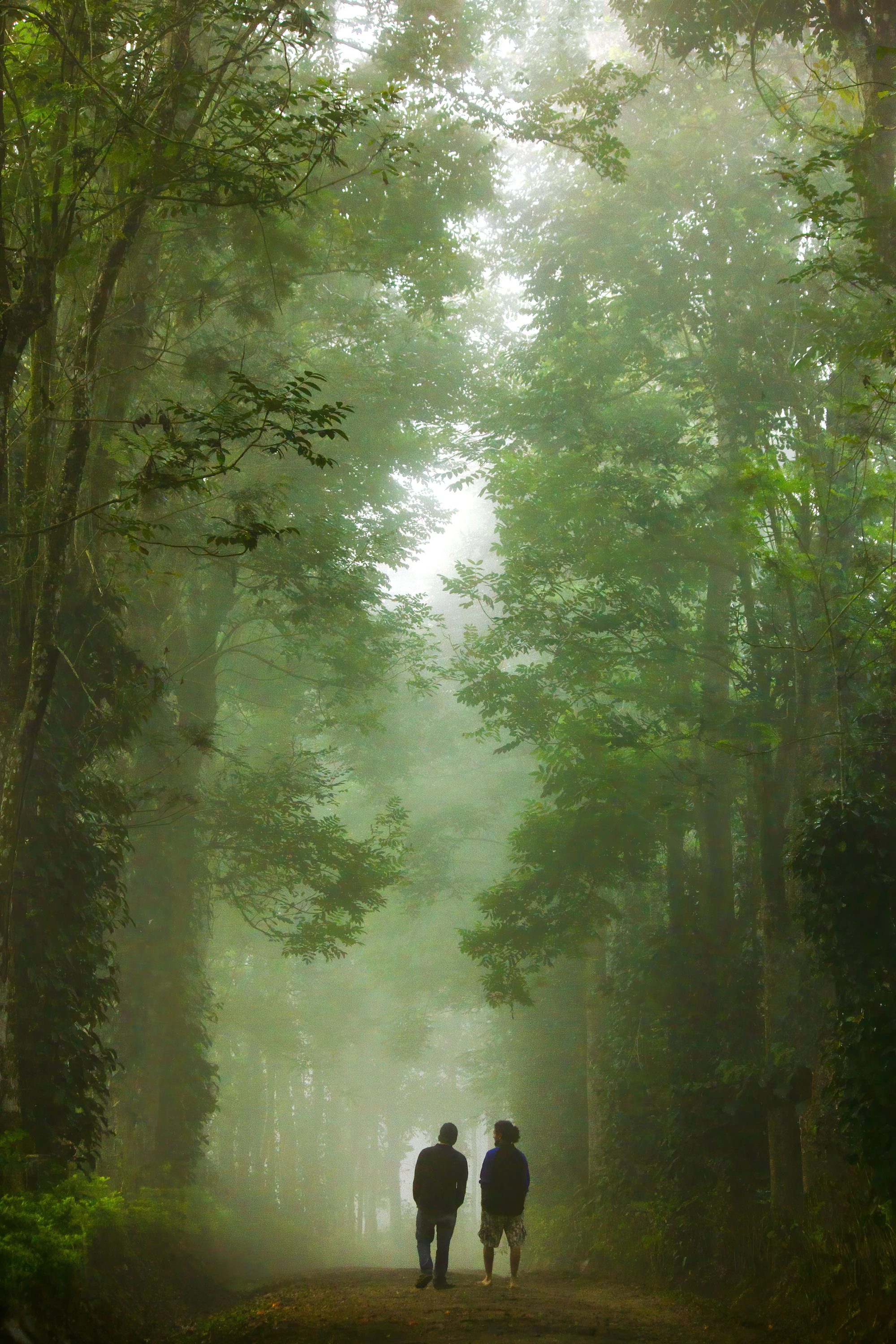 A morning beneath the canopy