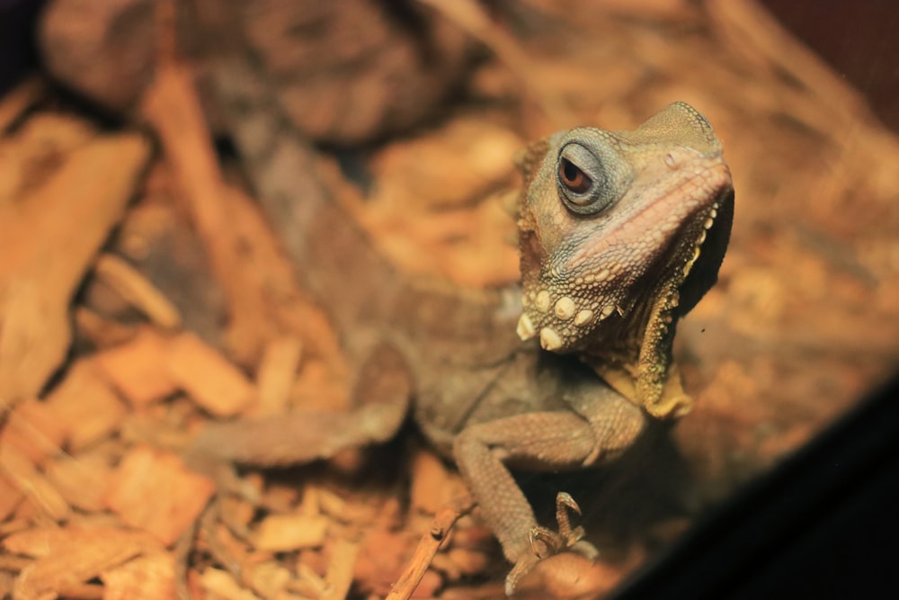 brown and gray bearded dragon on brown soil