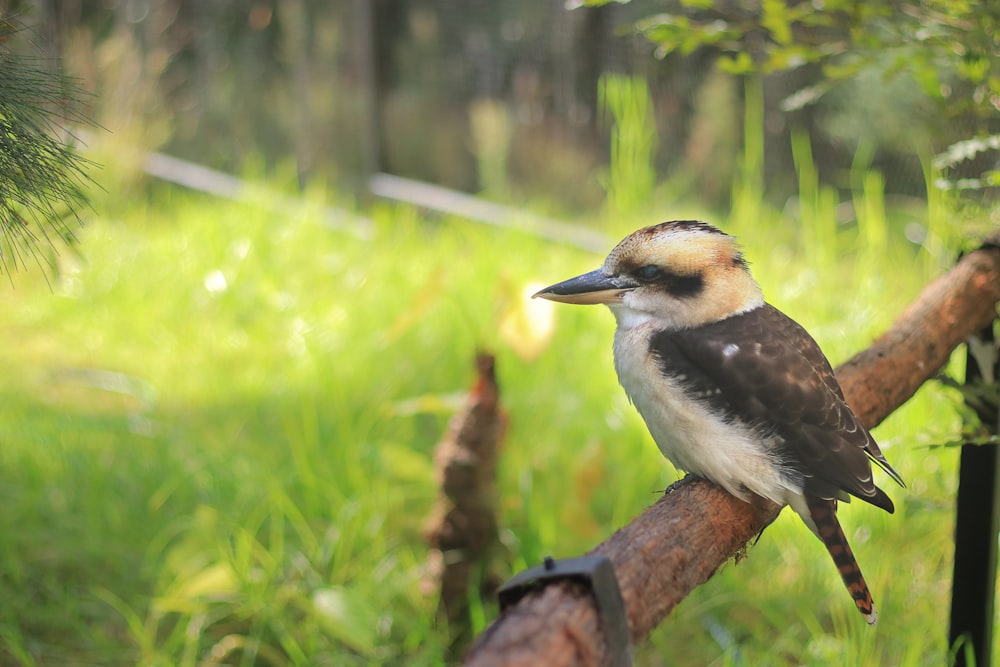 Brauner und weißer Vogel tagsüber auf braunem Ast