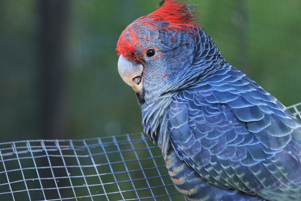 red and black bird on cage