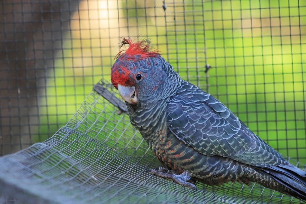 pássaro preto e vermelho na gaiola
